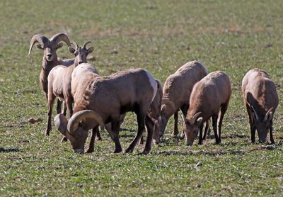 Desert Bighorn Sheep 2024-12-01