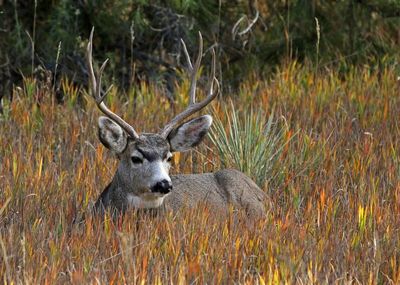 Mule Deer 2024-10-28