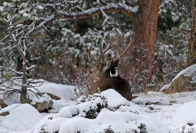 Mule Deer 2024-11-06