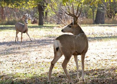 Mule Deer 2024-11-12
