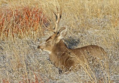 Mule Deer 2024-11-25