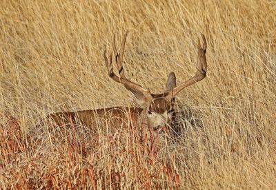 Mule Deer 2024-11-25