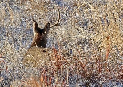 Mule Deer 2024-11-25