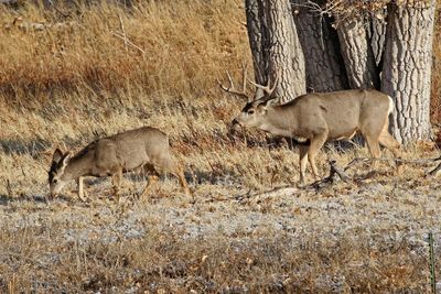 Mule Deer 2024-11-25