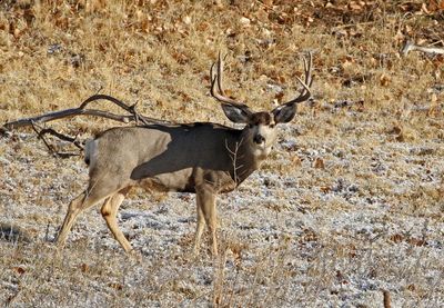 Mule Deer 2024-11-25