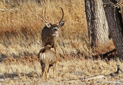 Mule Deer 2024-11-25