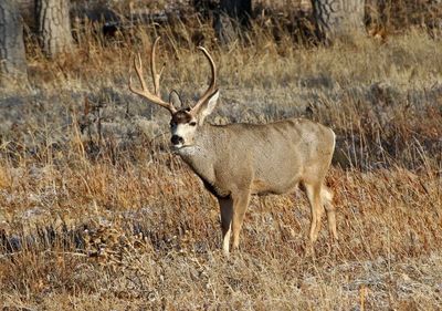 Mule Deer 2024-11-25