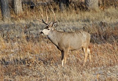 Mule Deer 2024-11-25