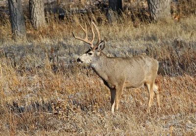 Mule Deer 2024-11-25