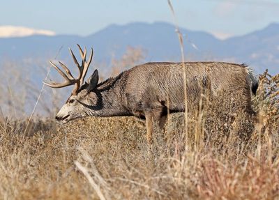 Mule Deer 2024-11-25