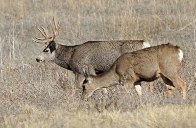 Mule Deer 2024-11-25