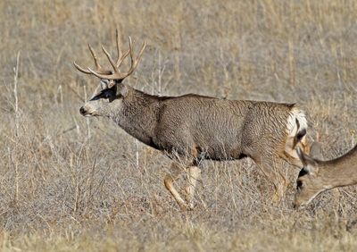 Mule Deer 2024-11-25