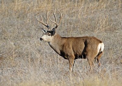 Mule Deer 2024-11-25