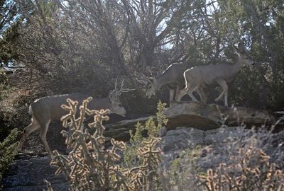 Mule Deer 2024-12-01