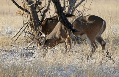 White-tailed Deer 2024-11-25