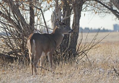 White-tailed Deer 2024-11-25