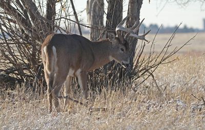 White-tailed Deer 2024-11-25