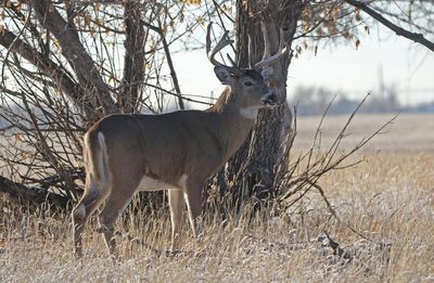 White-tailed Deer 2024-11-25