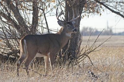 White-tailed Deer 2024-11-25