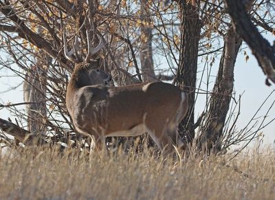 White-tailed Deer 2024-11-25