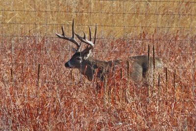 White-tailed Deer 2024-11-25