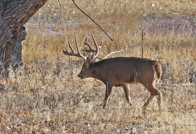 White-tailed Deer 2024-11-25