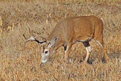 White-tailed Deer 2024-11-25