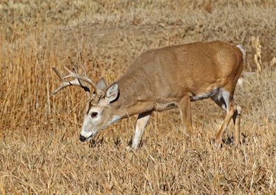 White-tailed Deer 2024-11-25