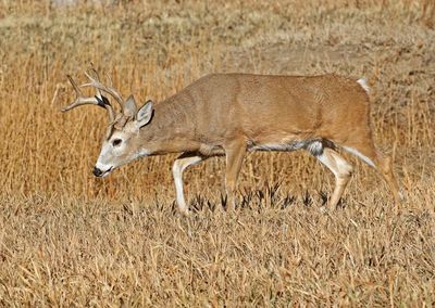 White-tailed Deer 2024-11-25