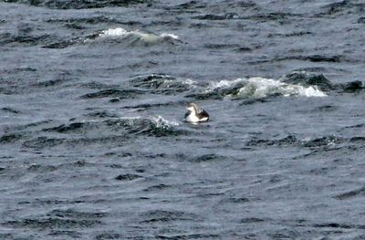 Pacific Loon 2025-01-01