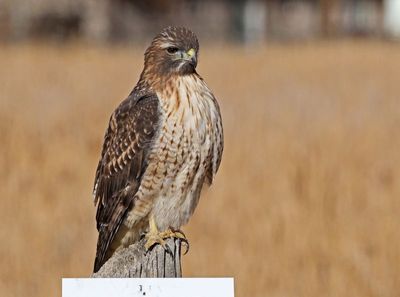 Red-tailed Hawk 2025-01-01
