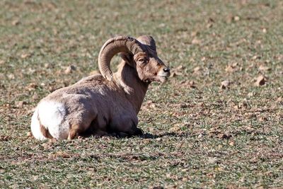 Desert Bighorn Sheep 2024-12-26