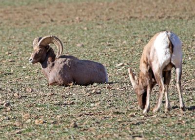 Desert Bighorn Sheep 2024-12-26