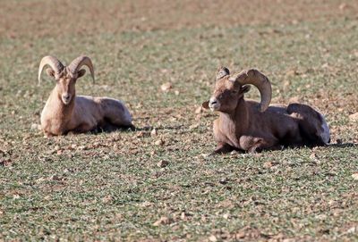 Desert Bighorn Sheep 2024-12-26