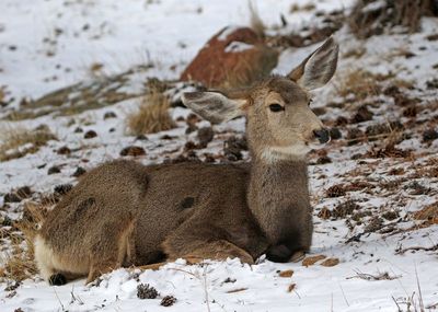 Mule Deer 2024-12-18