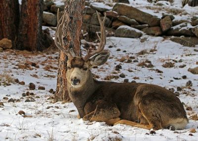 Mule Deer 2024-12-18