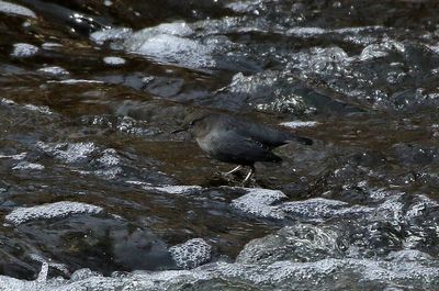 American Dipper 2024-12-17
