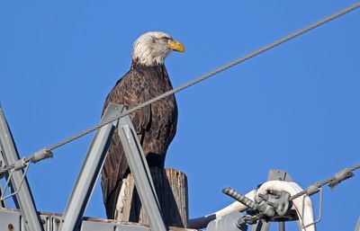 Bald Eagle 2024-12-24