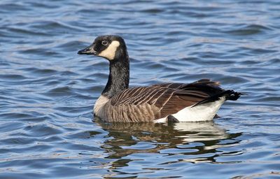 Cackling Goose 2024-12-17