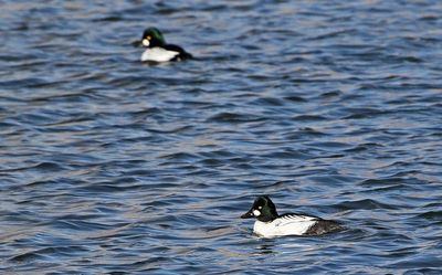 Common Goldeneye 2024-12-17