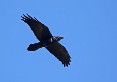 Common Raven 2024-12-26