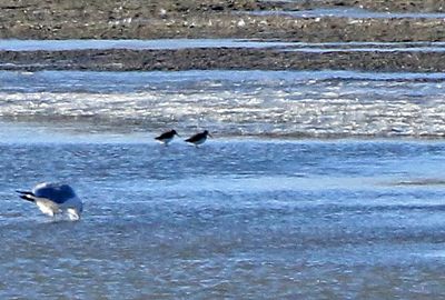 Dunlin 2024-12-15