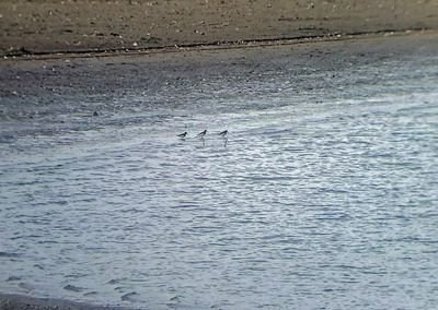 Dunlin 2024-12-29