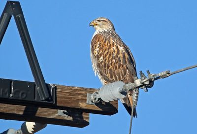 Ferruginous Hawk 2024-12-24