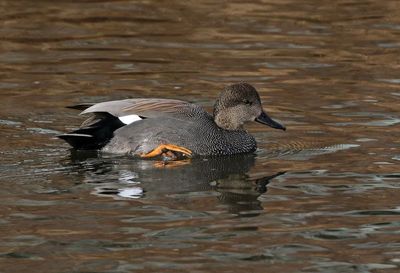 Gadwall 2024-12-17