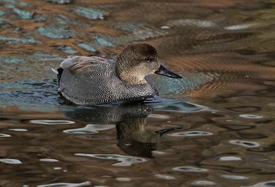 Gadwall 2024-12-17