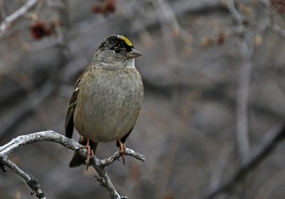 Golden-crowned Sparrow 2024-12-08