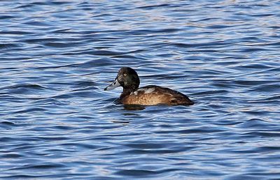 Greater Scaup 2024-12-17