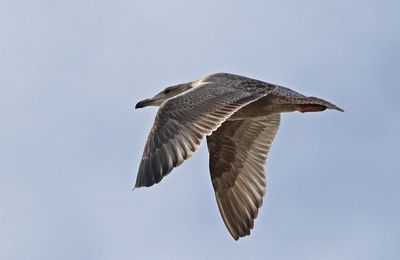 Gull 2024-12-07