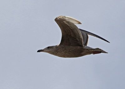 Gull 2024-12-07